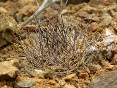Eriosyce taltalensis v. pygmaea - Costa Esmeralda