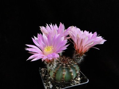 Echinocereus pulchellus 2011 Mai19-2.jpg