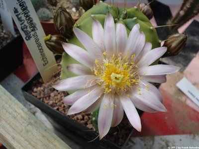 Echinocereus knippelianus 1202_klein_klein.jpg (98.72 KiB) 12435 mal betrachtet Echinocereus knippelianus