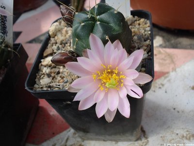 Echinocereus knippelianus, Los Mimbres, Caleana, Nuevo Leon 1205_klein_klein.jpg (87.36 KiB) 12961 mal betrachtet Echinocereus knippelianus, Los Mimbres, Caleana, Nuevo Leon
