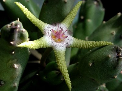 Stapelia flavopurpurea_2.JPG