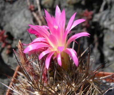 4779-3690-2012-04-001.jpg (82.9 KiB) 9214 mal betrachtet Neoporteria coimasensis robusta KK1554