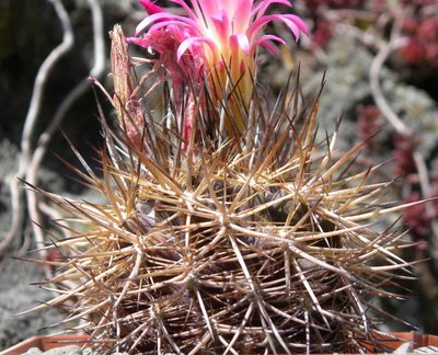 4779-3690-2012-04-002.jpg (115.44 KiB) 9214 mal betrachtet Neoporteria coimasensis robusta KK1554