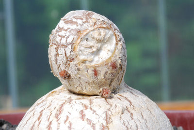 Pterocactus tuberosus 03.jpg