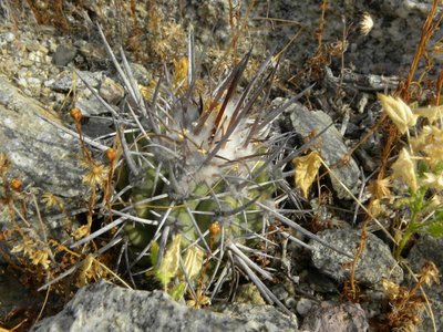 Copiapoa spec. Chanaral
