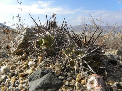 Copiapoa spec. Chanaral