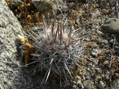 Copiapoa spec. Chanaral