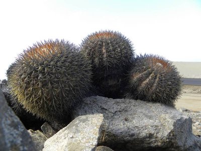 Copiapoa serpentisulcata