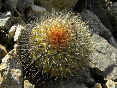 Copiapoa serpentisulcata - Jungpflanze