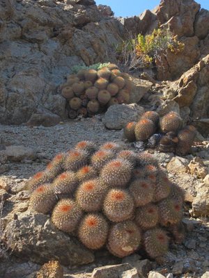 Copiapoa serpentisulcata - große Polster