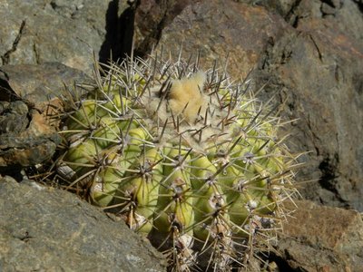 Copiapoa cinerascens intermedia - Barquito