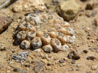 DSCN8617.JPG (93.51 KiB) 9012 mal betrachtet Eriosyce heinrichiana - Unterlauf Rio Choros