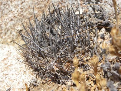 DSCN8612.JPG (120.81 KiB) 9012 mal betrachtet Eriosyce heinrichiana - Trapiche