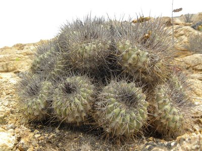 Copiapoa grandiflora - Esmeralda