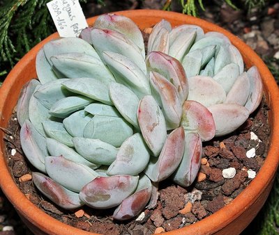 Echeveria elegans 2009-166 (10a).jpg