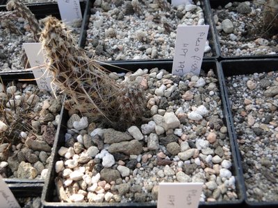 Pterocactus fischeri HPT 795 2011 April25-153.jpg
