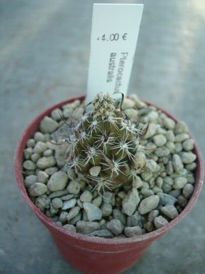 Pterocactus australis 1.7.09 (450 x 600).jpg