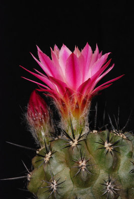 nicht Neochilenia napina v. spinosior FR 249.jpg