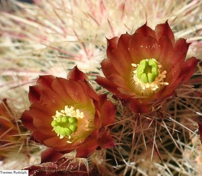 Echinocereus 136.JPG