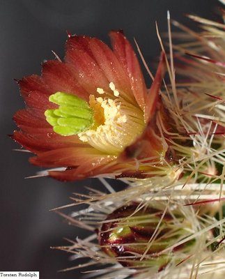 Echinocereus 020.JPG