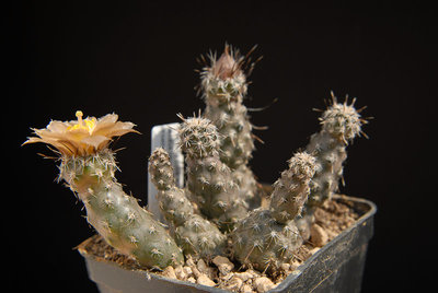 Pterocactus australis MK824 2012 Mai15-1.jpg