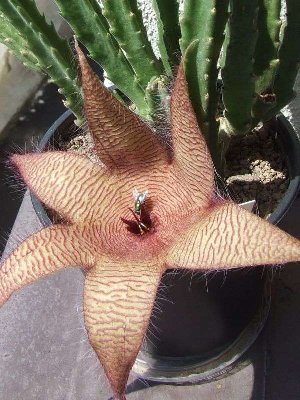 stapelia_gigantea (PS).jpg