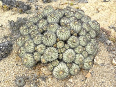 Copiapoa longistaminea - Esmeralda