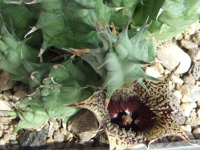 huernia_saudi-arabica (PS).jpg