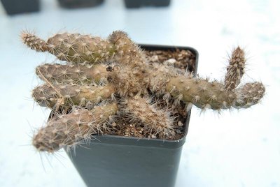 Krankheit Pterocactus valentinii (Wurzelfäule) 2012 Mai18-1.jpg