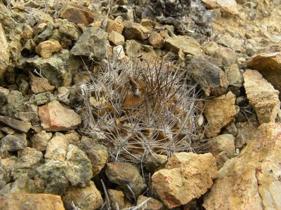 DSCN9074.JPG (126.21 KiB) 9332 mal betrachtet Sto. Esmeralda