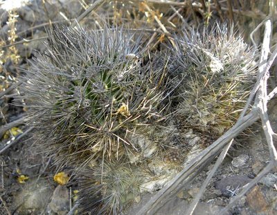 DSCN9238.JPG (140.52 KiB) 9332 mal betrachtet südöstl. Taltal