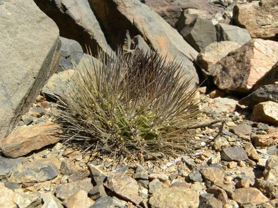 DSCN9523.JPG (128.39 KiB) 9332 mal betrachtet Canyon südöstl. Taltal