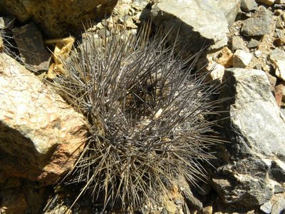 DSCN9519.JPG (135.02 KiB) 9332 mal betrachtet Canyon südöstl. Taltal