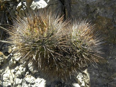 DSCN9512.JPG (128.65 KiB) 9332 mal betrachtet Canyon südöstl. Taltal