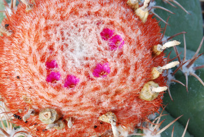 Melocactus spec, 01.jpg