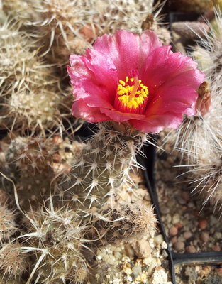 20120521_105940.jpg (299.9 KiB) 11282 mal betrachtet roter fischeri