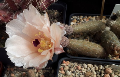 20120521_105957.jpg (188.21 KiB) 12191 mal betrachtet Pterocactus gonjianii