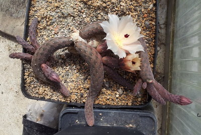 20120521_110007.jpg (306.66 KiB) 12191 mal betrachtet Pterocactus reticulatus