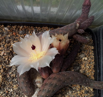 20120521_110013.jpg (259.79 KiB) 12191 mal betrachtet Pterocactus reticulatus