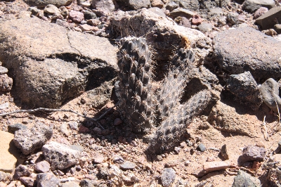 Ptero gonjianii