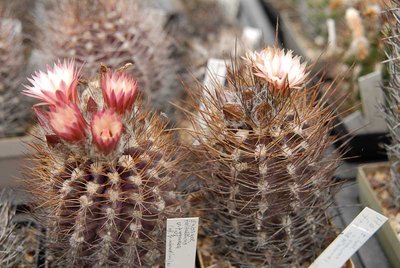 Eriosyce taltalensis v. pygmaea (Nc. taltalensis HH) 2012 Mai17.jpg