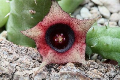 Huernia schneideriana