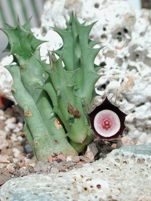 Huernia oculata