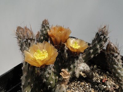 Pterocactus HPT793 Fiambala 2012 Mai22-6.jpg