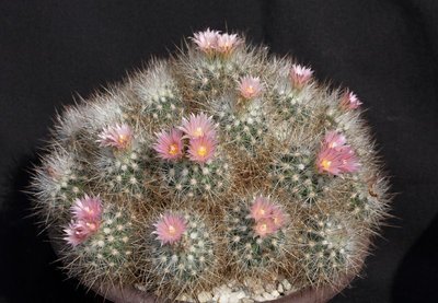 a-WH_Escob_organensis_3424-a.jpg