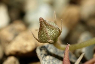 Stapelia parvula (FH11,010) 013.JPG