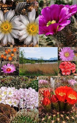 2 WEB-Artikel Michi 500x800.jpg (146.24 KiB) 26981 mal betrachtet 2 WEB-Artikel Michi 500x800.jpg