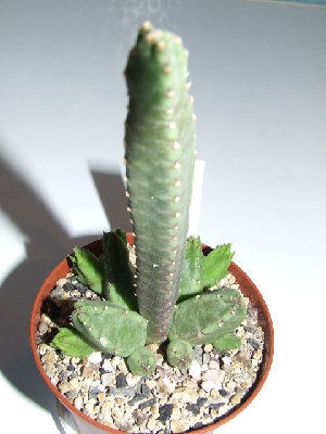 stapelia_flavopurpurea.jpg