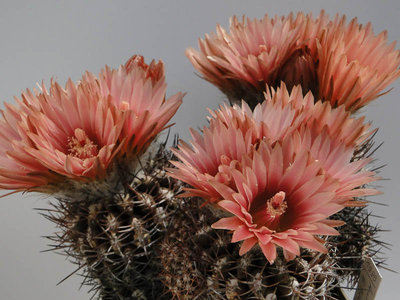 Eriosyce heinrichiana ssp.intermedia aff. exRM 2012 Mai26-6.jpg