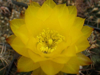 Acanthocalycium_glaucum (5).JPG